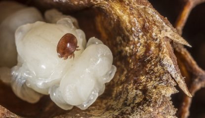 ¿Existe una relación entre la fortaleza de la colonia y la infestación por Varroa?