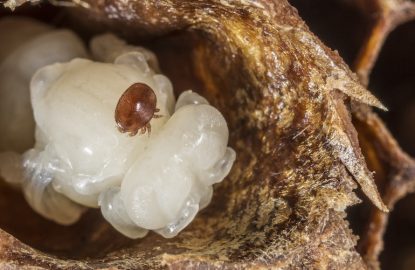 Strong colony, varroa infestation relationship?