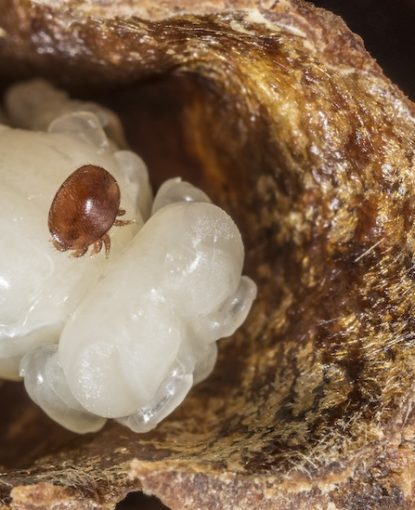 ¿Existe una relación entre la fortaleza de la colonia y la infestación por Varroa?