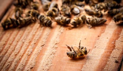Caso clínico: Pérdidas de colmenas de abejas debido a causas multifactoriales