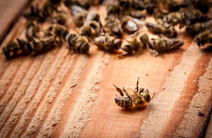 Clinical case honey bee losses