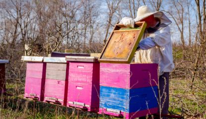 Beekeeper is having a spring activity in his apiary, checking bees in hive.