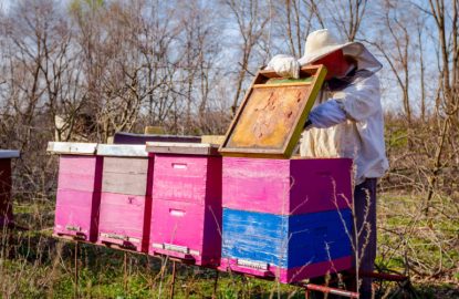 Beekeeper is having a spring activity in his apiary, checking bees in hive.