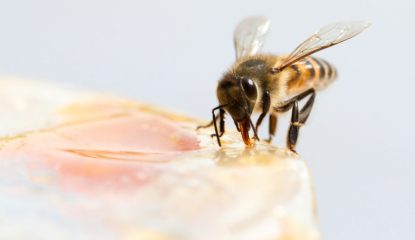 Close-up of a bee eating jam of the breakfast table - Namibia