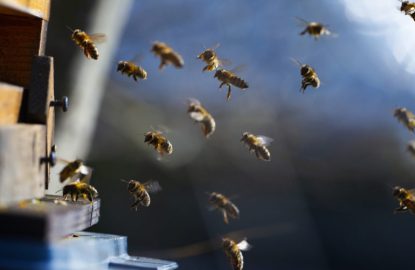 bee hive - bee breeding (Apis mellifera) close up