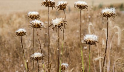 Honey bee colony starvation during the season