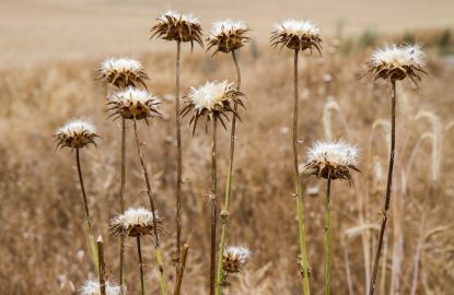 La famine saisonnière chez les abeilles : un paradoxe bien réel