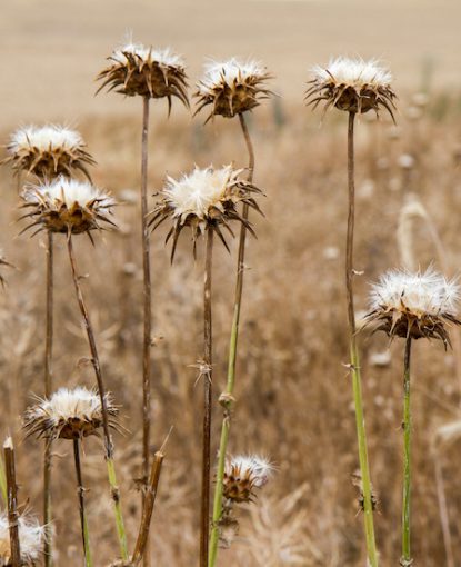 Honey bee colony starvation during the season