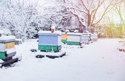 Colorful hives on apiary in winter stand in snow among snow-covered trees. Wintering honeybees in fresh air outside winter. Beehives covered with snow in wintertime. Beekeeping.