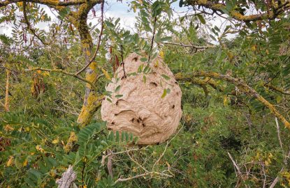 Yellow-legged hornet Nest removal