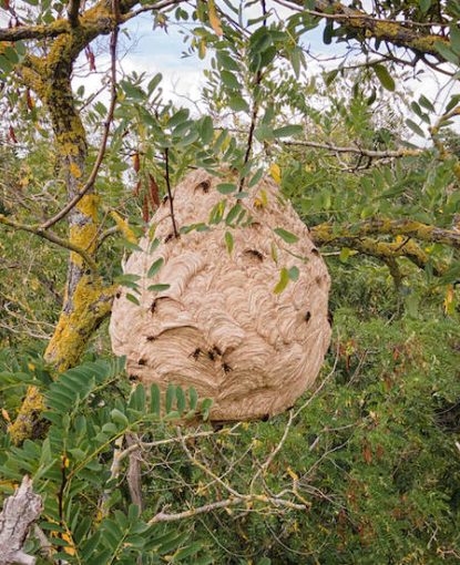 Yellow-legged hornet Nest removal