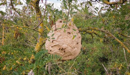 Yellow-legged hornet Nest removal