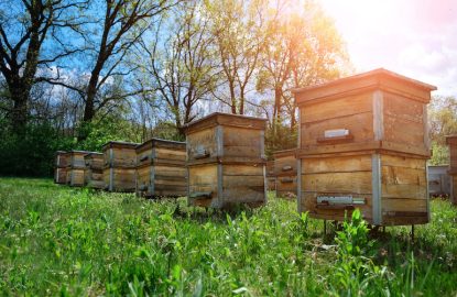 Health hives spring