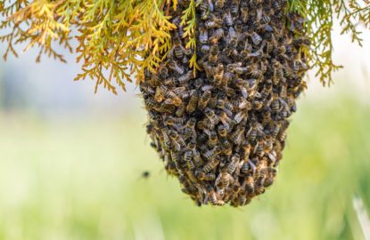 swarm of bees on a tree branch