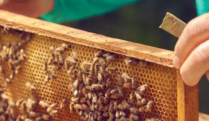 Étude de cas n°2 : comprendre une réinfestation rapide de varroas après un traitement à base d’amitraz