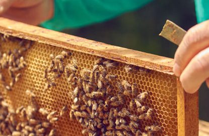 Case Study No.2 : Understanding Rapid Varroa Reinfestation after Apivar treatment