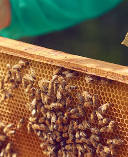 Case Study No.2 : Understanding Rapid Varroa Reinfestation after Apivar treatment