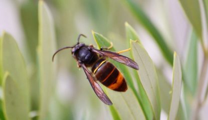 Asian-hornet-WP-770x540