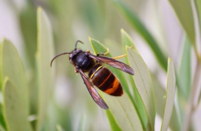 Asian-hornet-WP-770x540