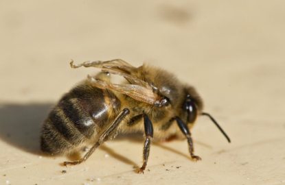 Bee-Deformed-Wing-Virus-770x540