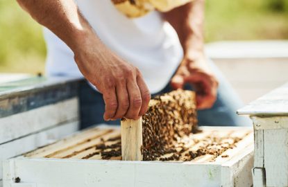 Beekeeping-hive-frame-bees-770x540