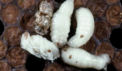 ¿Hacia un control eficaz de Tropilaelaps gracias al amitraz?