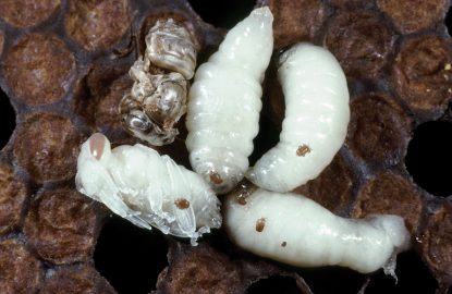 Tropilaelaps is lying in wait – Can Amitraz efficiently reduce infestations?