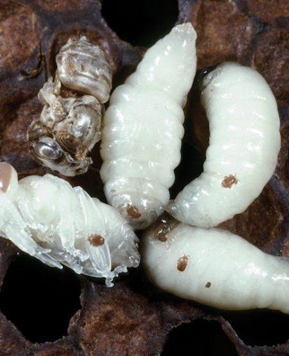 Tropilaelaps is lying in wait – Can Amitraz efficiently reduce infestations?