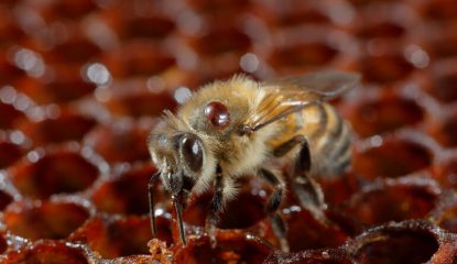 Case study: A Failed Late Summer Varroa Treatment?