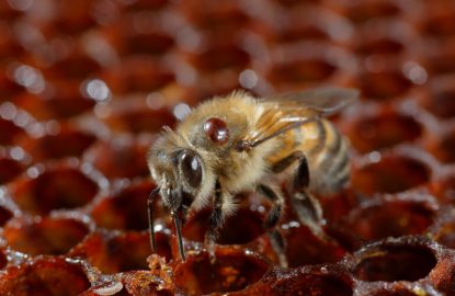 Étude de cas : Échec d'un traitement contre le varroa à la fin de l'été ?