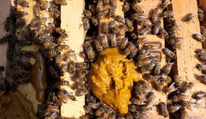 The one supplement queen breeders swear by and the science that explains why