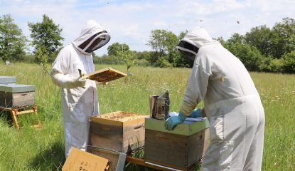 Behind the scenes of Véto-pharma's experimental apiary