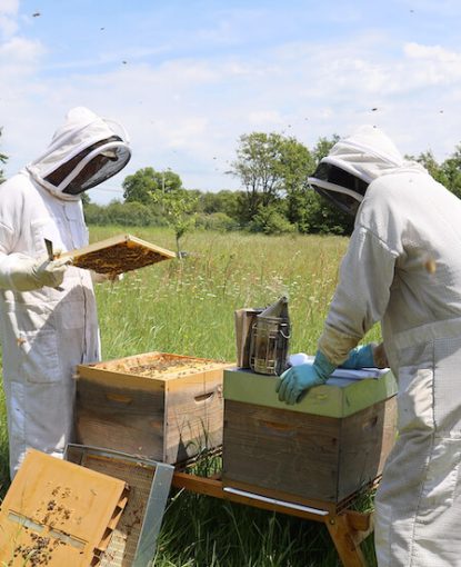 Les coulisses du rucher expérimental Véto-pharma 