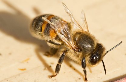 Nouveau traitement varroa utilisable en apiculture bio