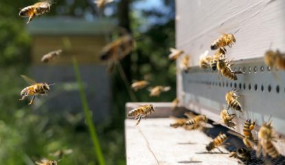 Intense activité sur le plateau de ruche