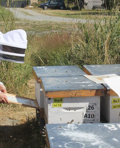 New treatment against Varroa mites: Véto-pharma and Simon Fraser University join forces