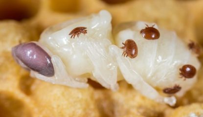 Caso clínico n.° 2 : Ácido oxálico en verano - por qué falló el tratamiento contra la varroa