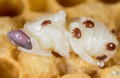 Caso clínico n.° 2 : Ácido oxálico en verano - por qué falló el tratamiento contra la varroa