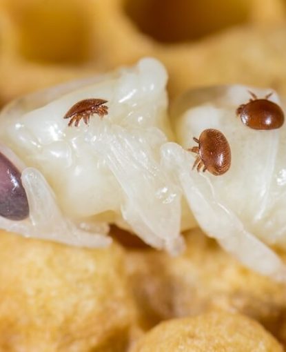 Caso clínico n.° 2 : Ácido oxálico en verano - por qué falló el tratamiento contra la varroa