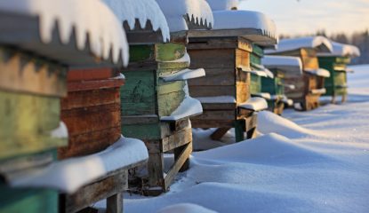 Varroa, nourrissement, frelon : le trio qui décide de l'hivernage