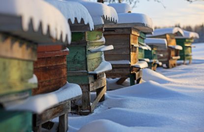 Varroa, nutrition, hornets: the trio that determines overwintering success