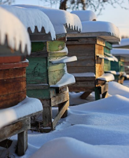 Varroa, nutrition, hornets: the trio that determines overwintering success