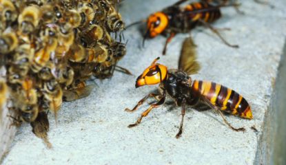 Hornet-hive-770x540