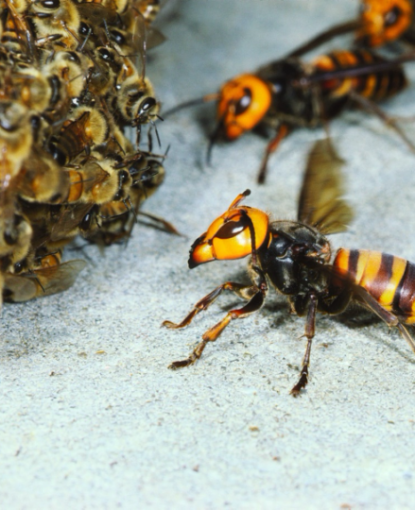 Hornet-hive-770x540