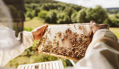 How to adjust your treatment calendar depending on the season and honey flows