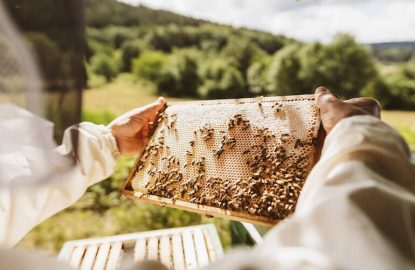Comment choisir vos traitements contre Varroa en fonction de la saison et des miellées