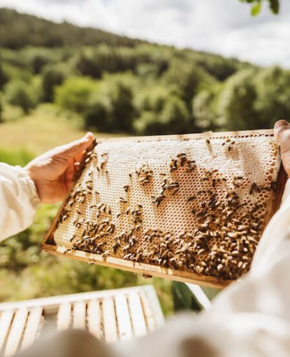 Cómo elegir sus tratamientos contra Varroa en función de la temporada y las mieladas
