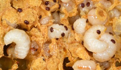 Varroa destructor