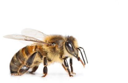 Journee-abeille-770x540