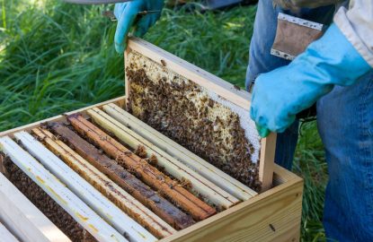 Managing space in honey bee colonies and adding honey supers in spring